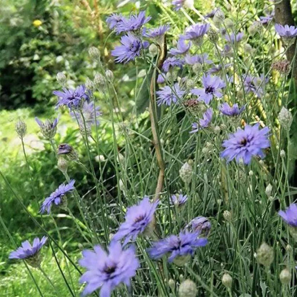 Catananche caerulea