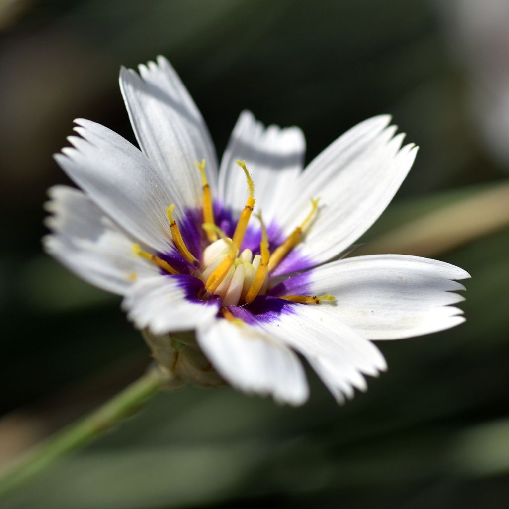 Dardo-de-cupido Alba - Catananche caerulea