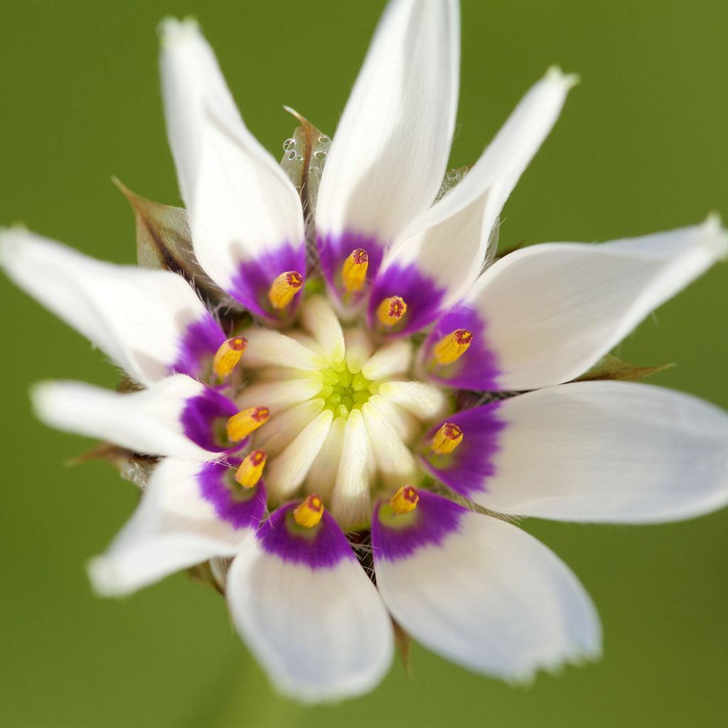 Dardo-de-cupido Alba - Catananche caerulea