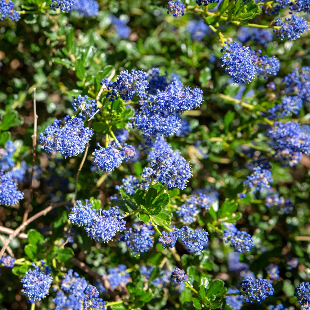 Ceanothus Blue Sapphire