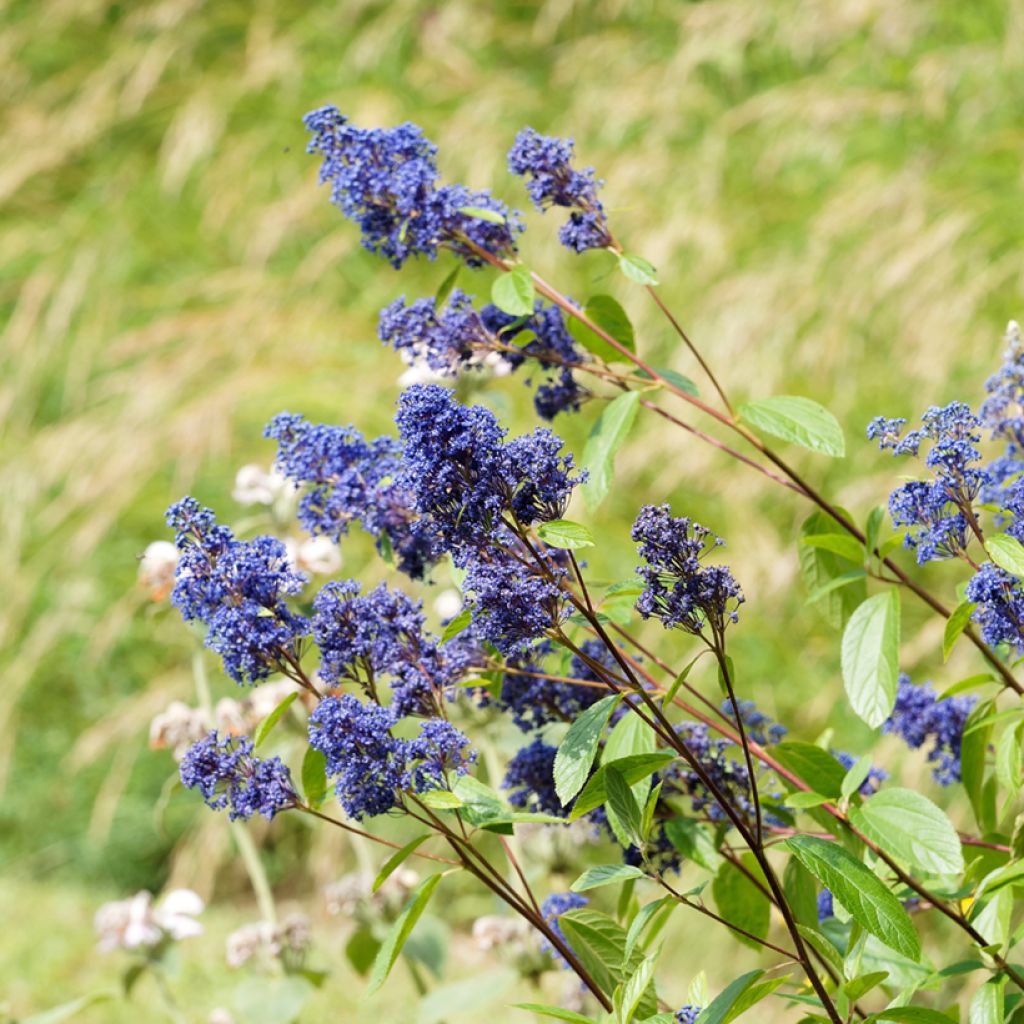 Ceanothus delilianus Henri Desfossé