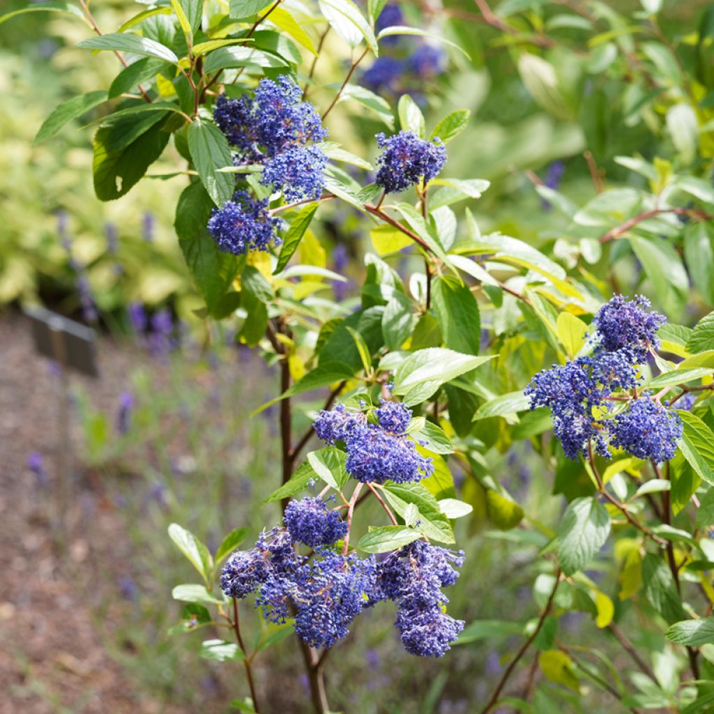 Ceanothus delilianus Henri Desfossé