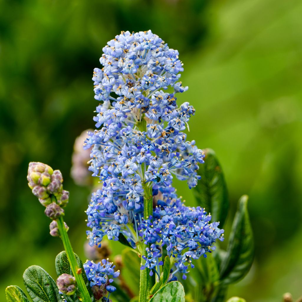 Ceanothus Skylark