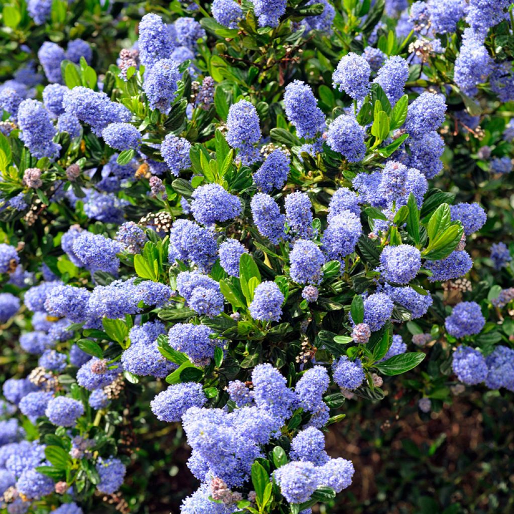 Ceanothus Skylark