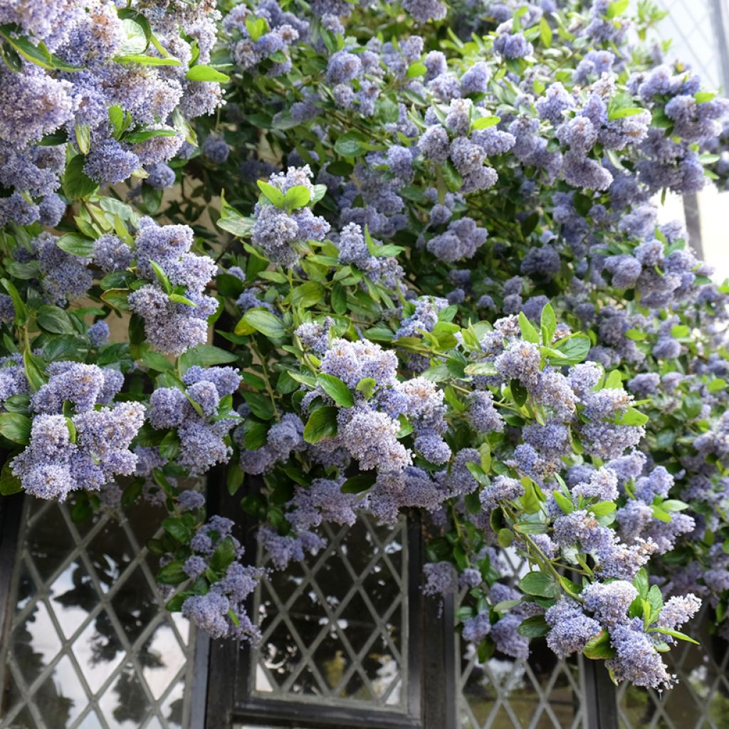 Ceanothus arboreus Trewithen Blue