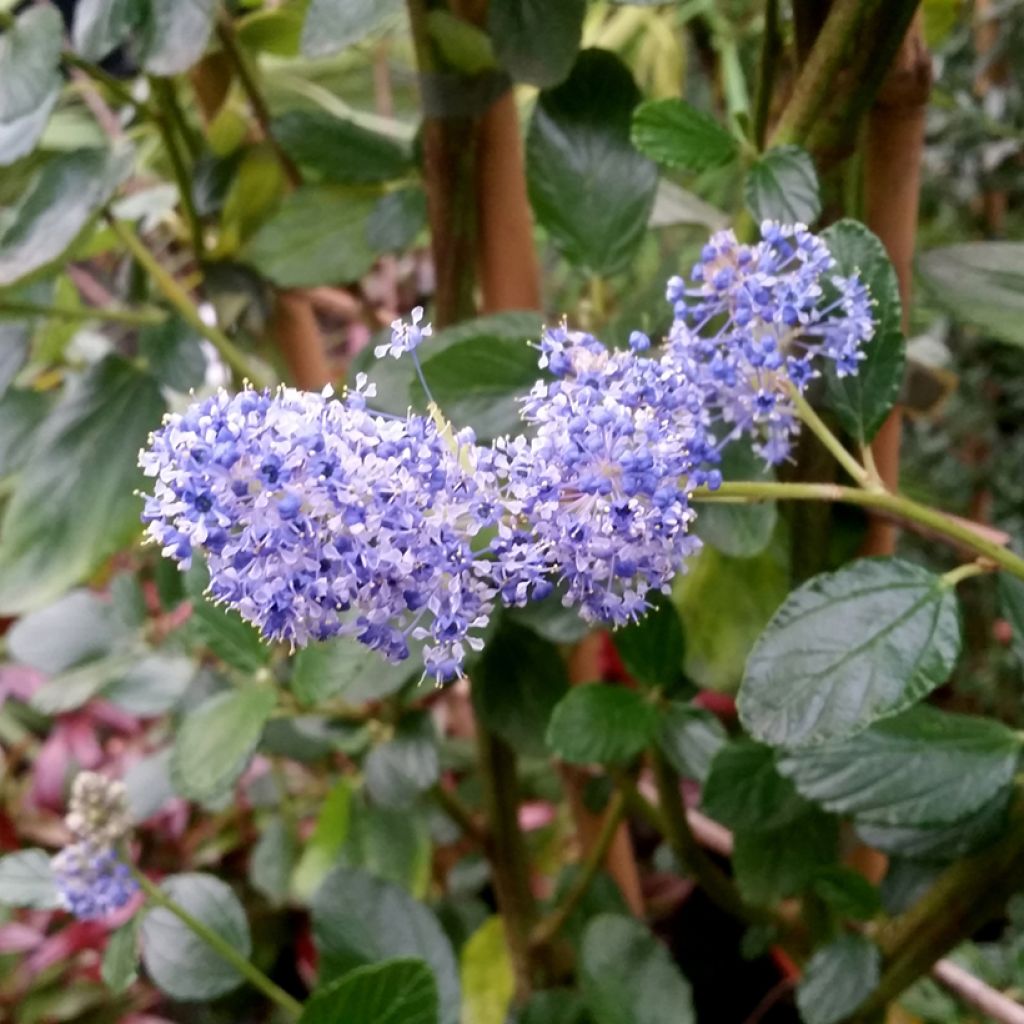 Ceanothus arboreus Trewithen Blue