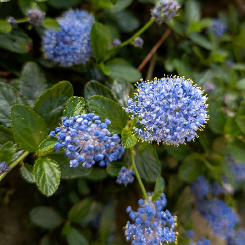 Ceanothus griseus Yankee Point