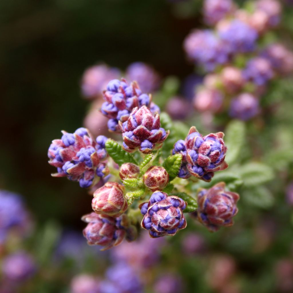 Ceanothus impressus Puget Blue