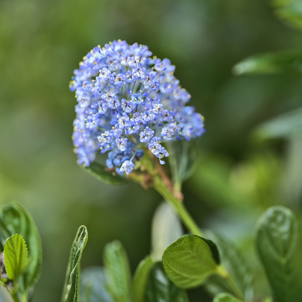Ceanothus impressus Victoria