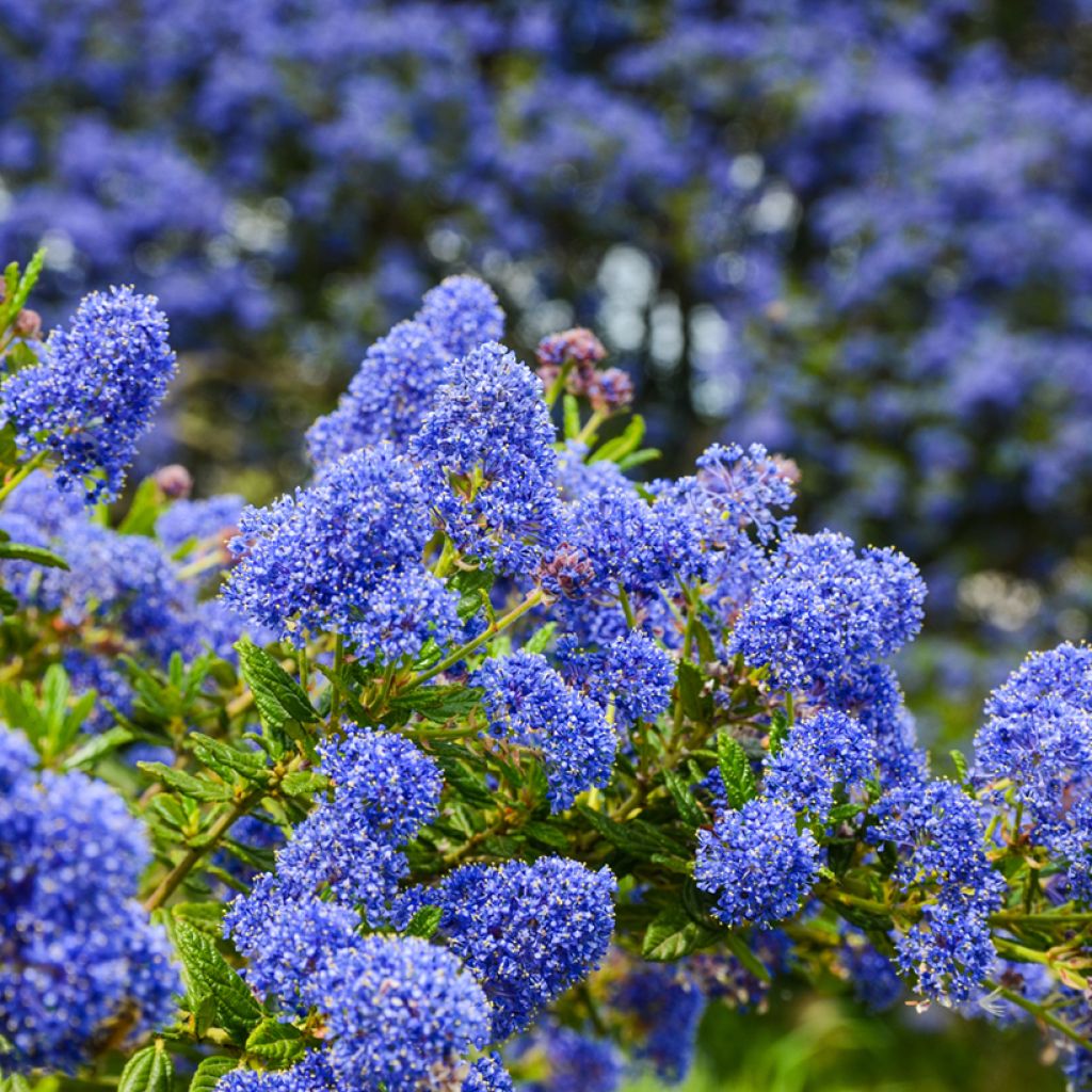 Ceanothus impressus Dark Star