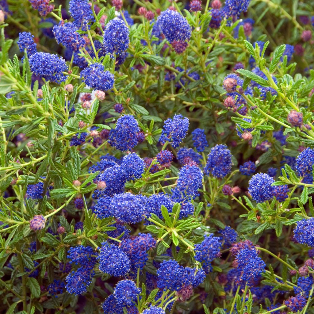Ceanothus arboreus Concha