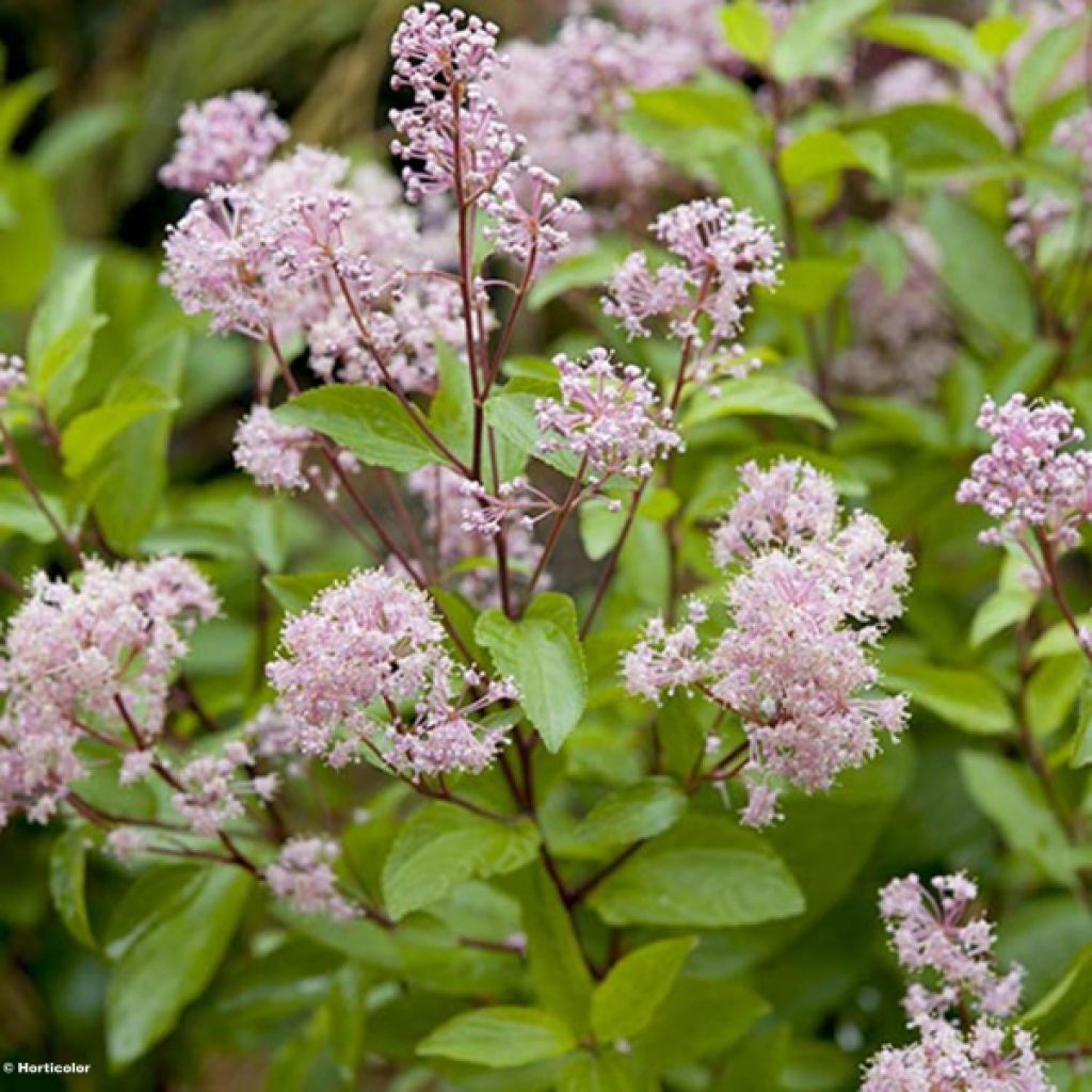 Ceanothus pallidus Marie Rose