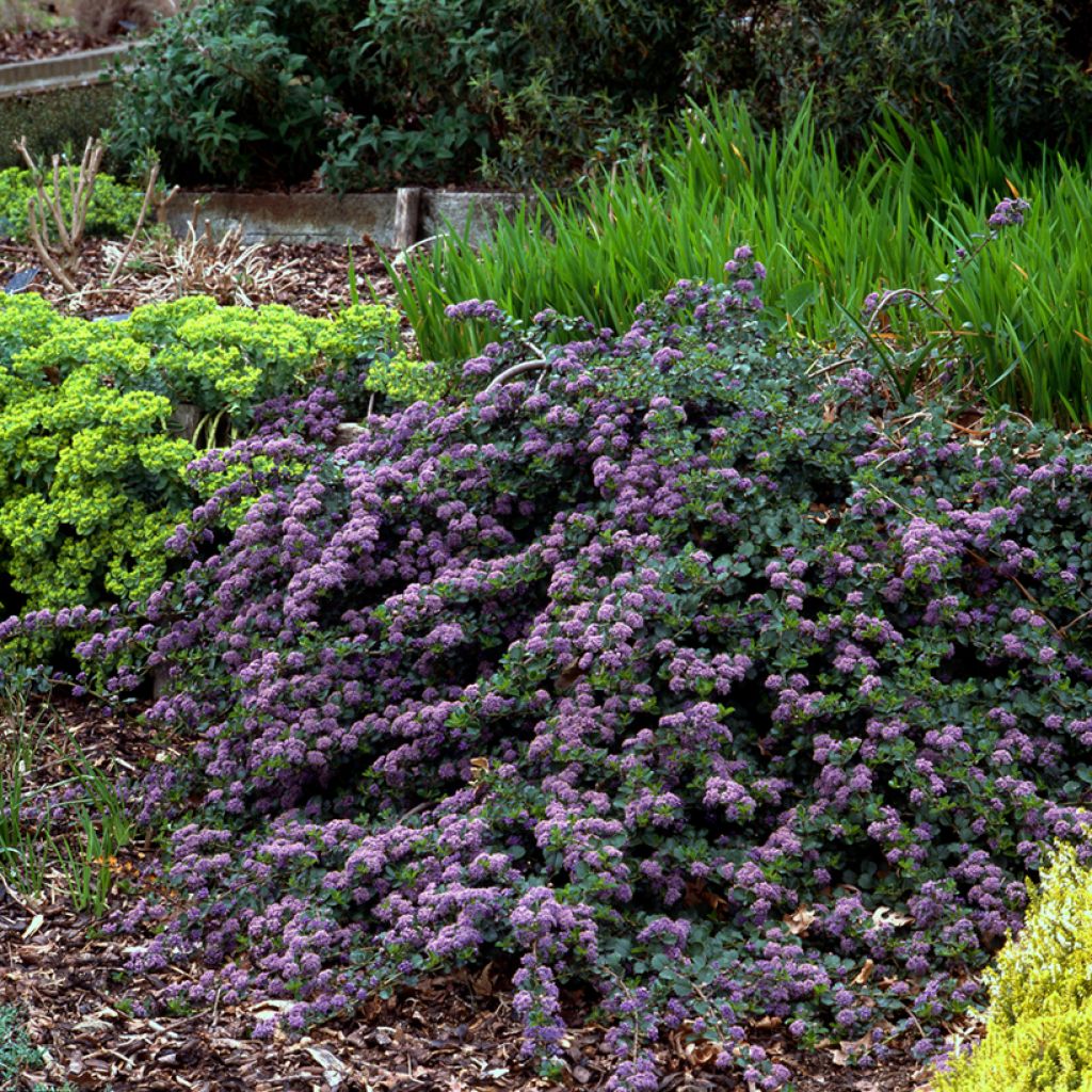 Ceanothus thyrsiflorus Repens