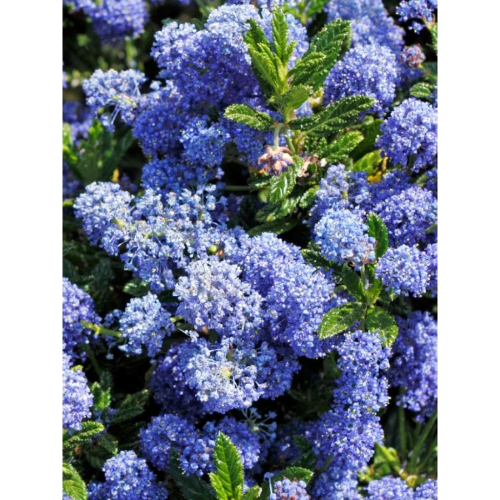 Ceanothus impressus Puget Blue