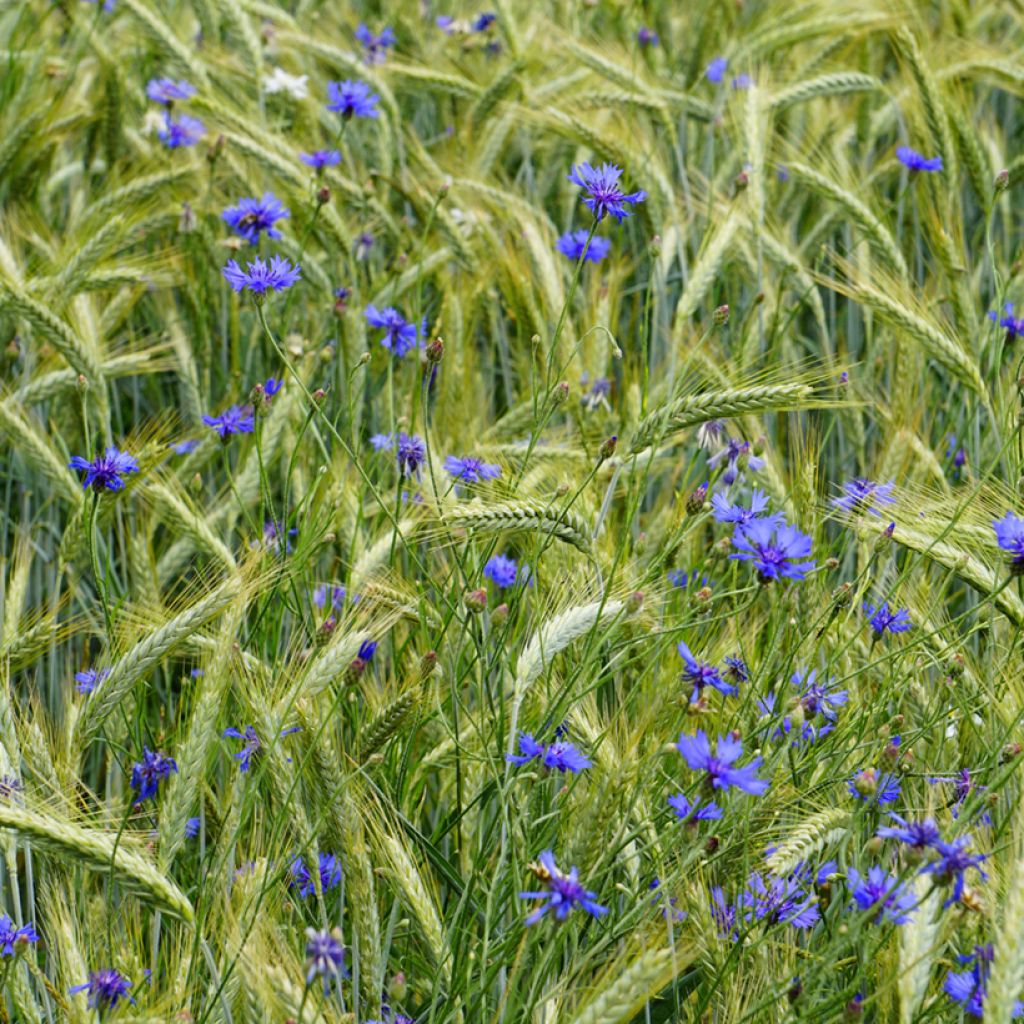 Centaurea cyanus em sementes