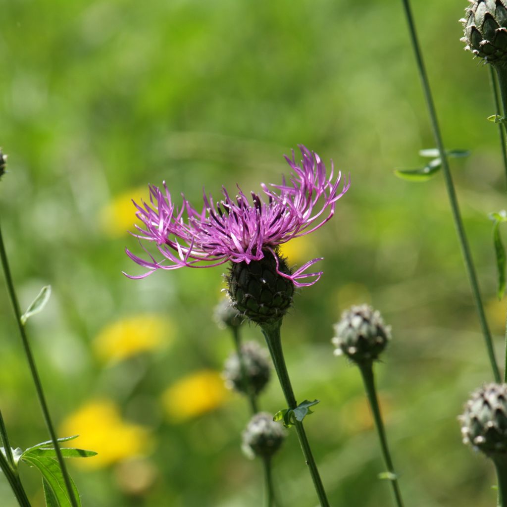 Centáurea scabiosa