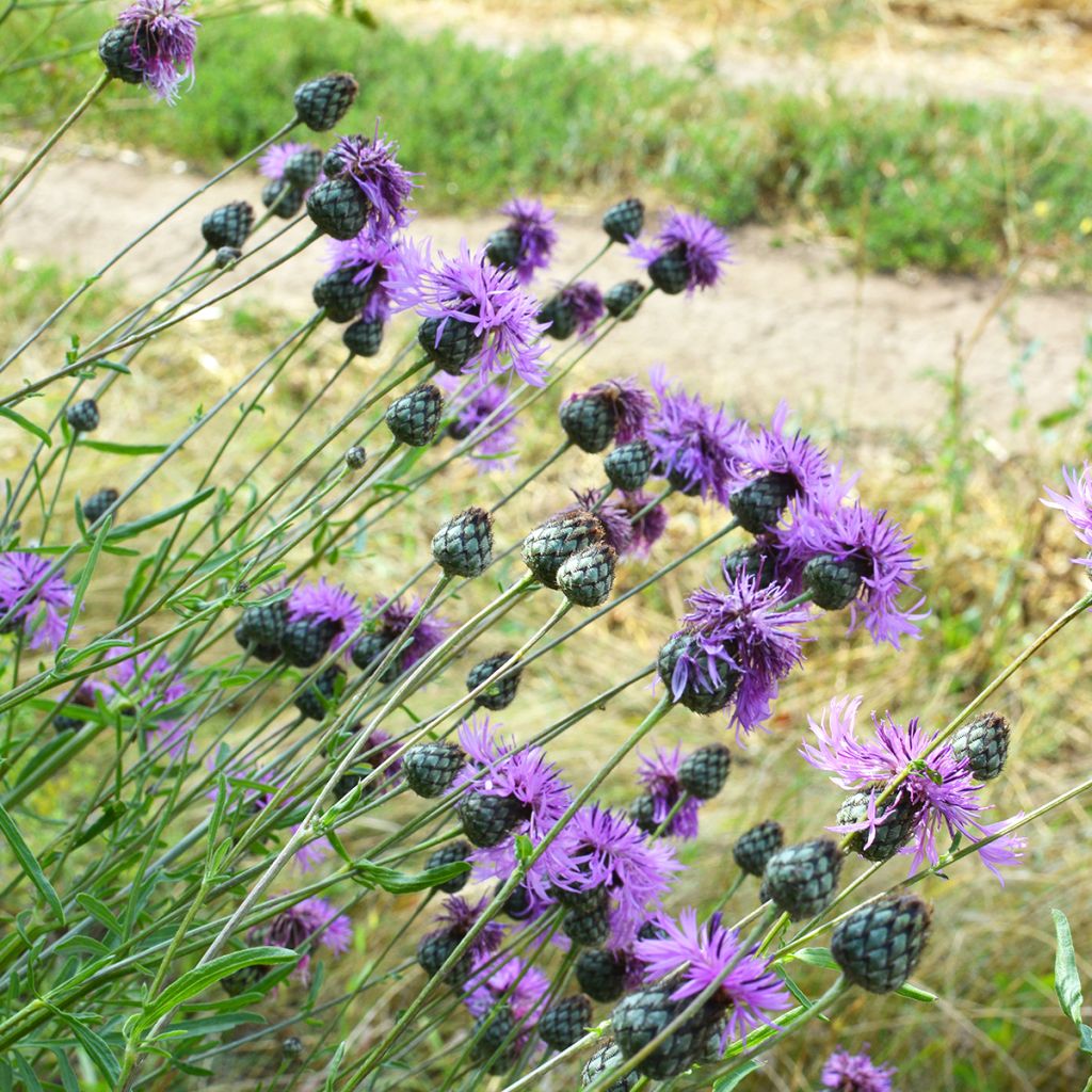 Centáurea scabiosa