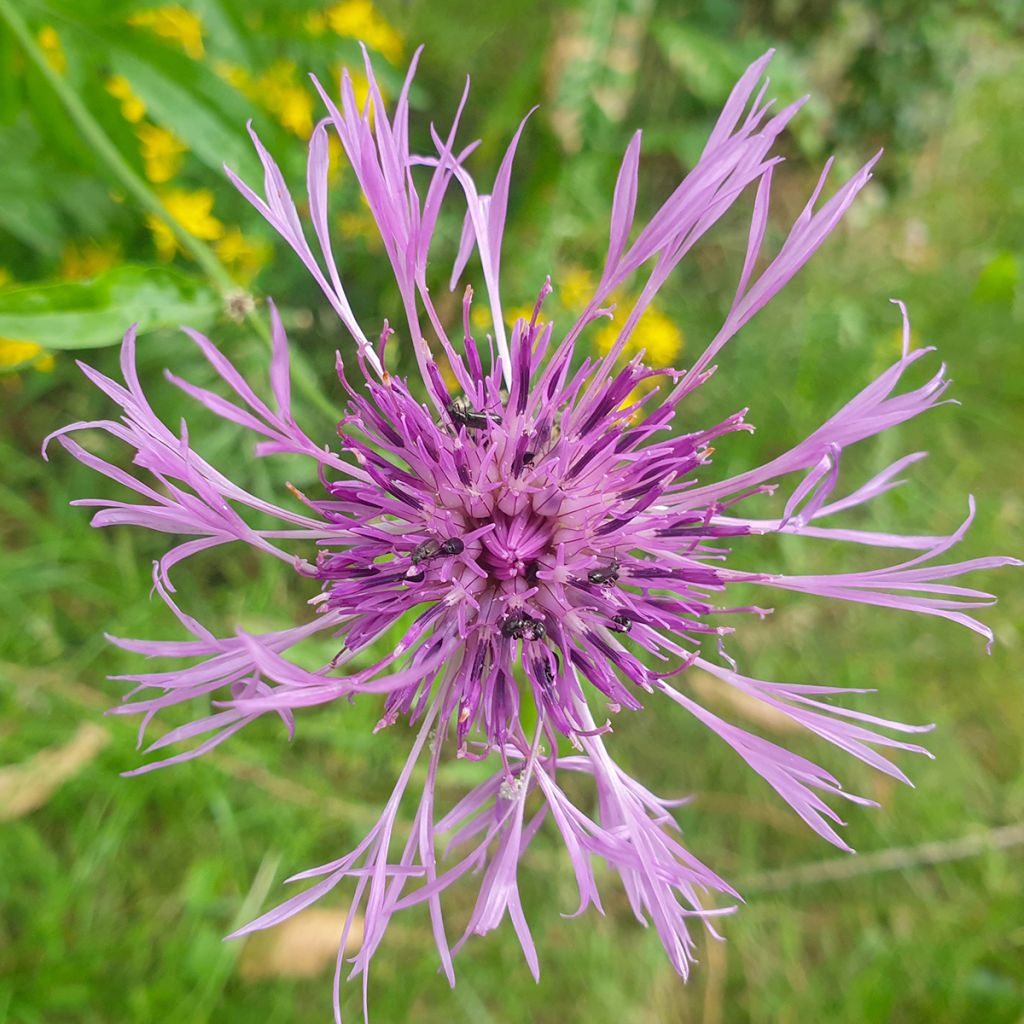 Centáurea scabiosa