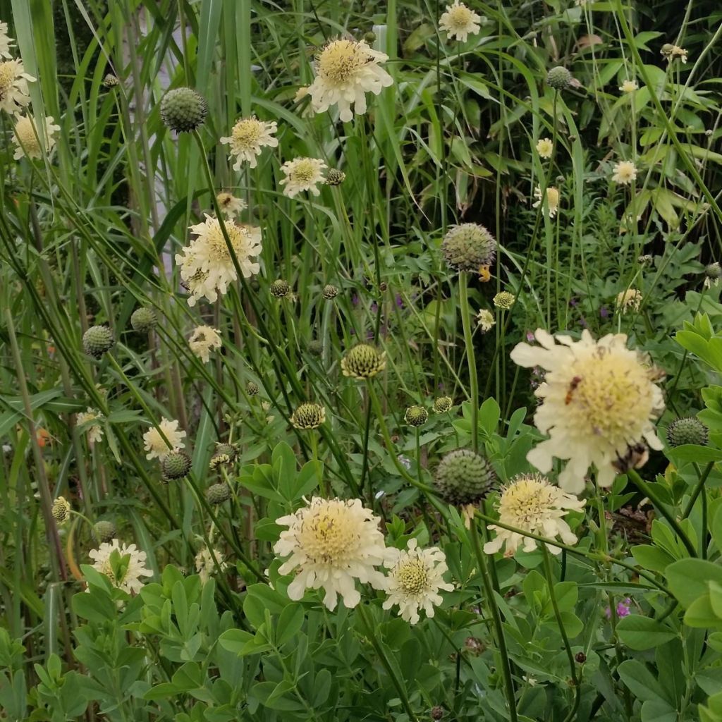Cephalaria gigantea - Scabieuse géante
