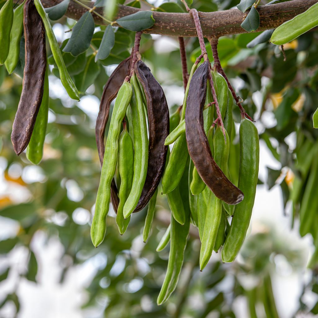 Ceratonia siliqua em sementes