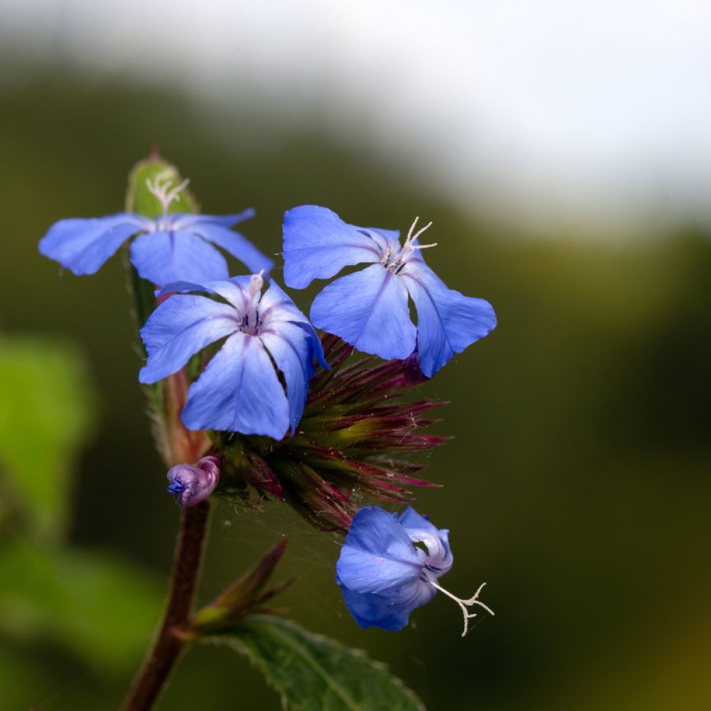 Ceratostigma willmottianum Forest Blue