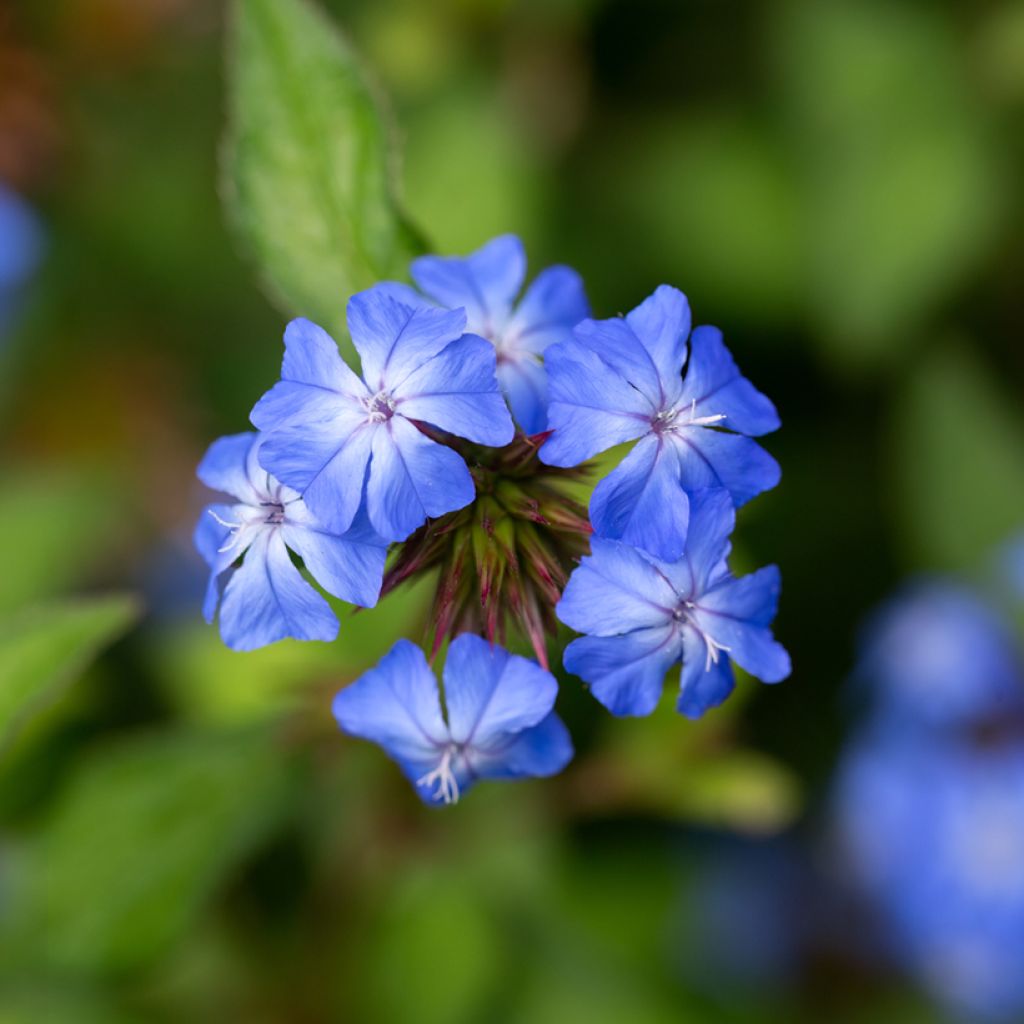 Ceratostigma willmottianum Forest Blue