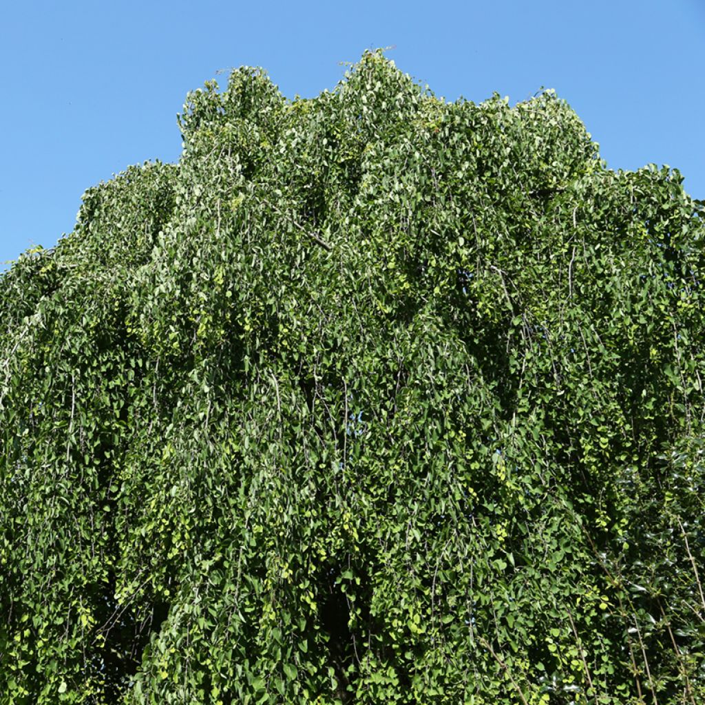Cercidiphyllum japonicum Morioka Weeping