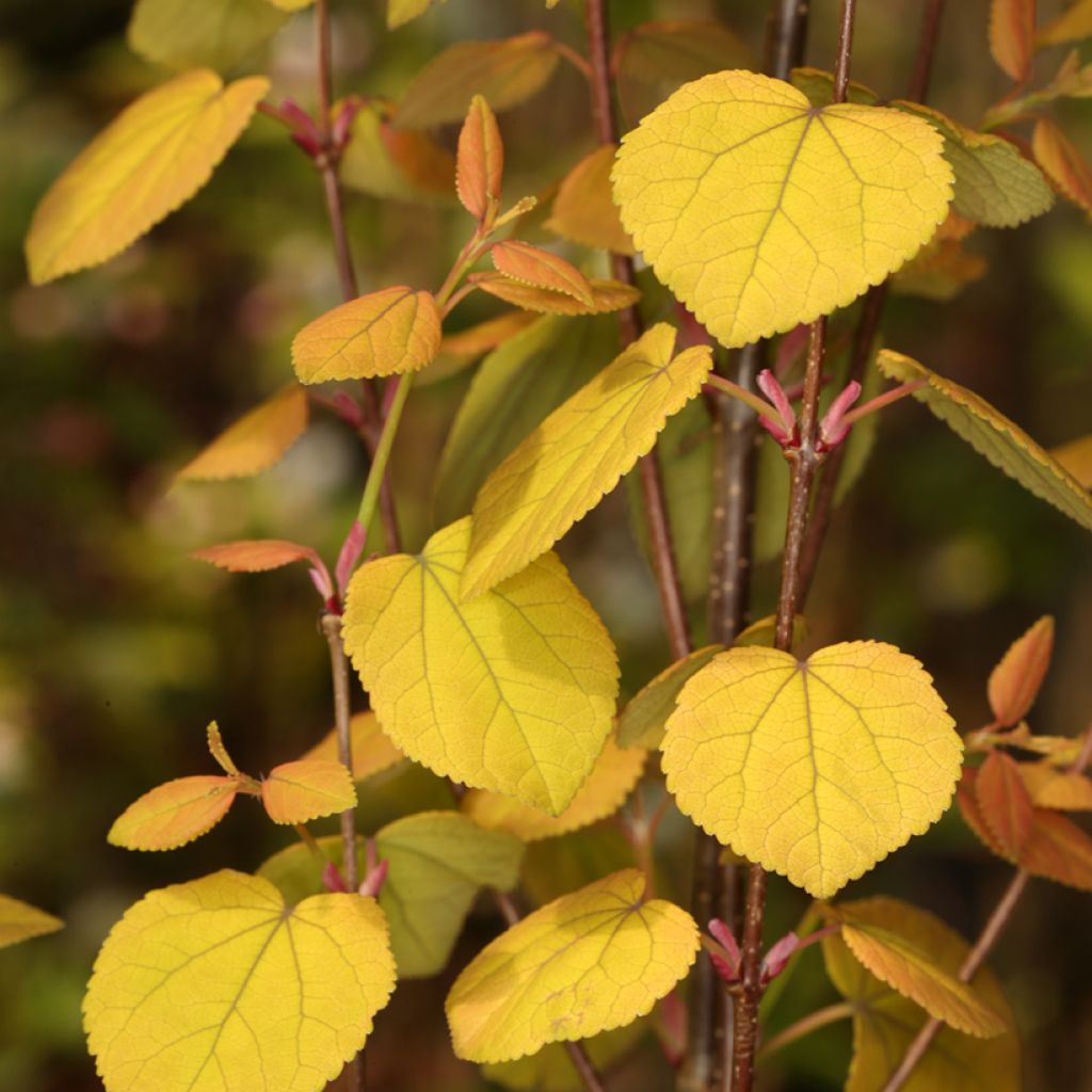 Cercidiphyllum japonicum Râ