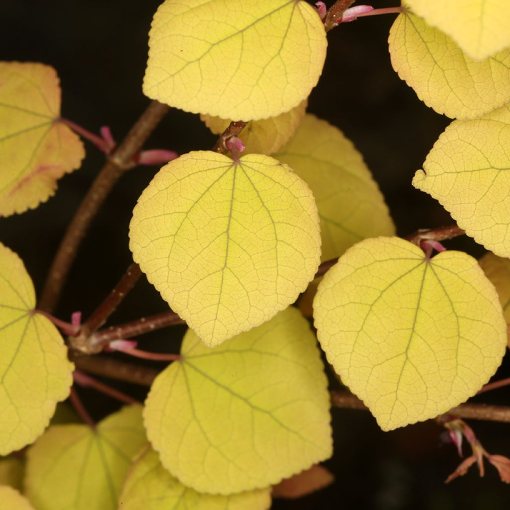 Cercidiphyllum japonicum Râ