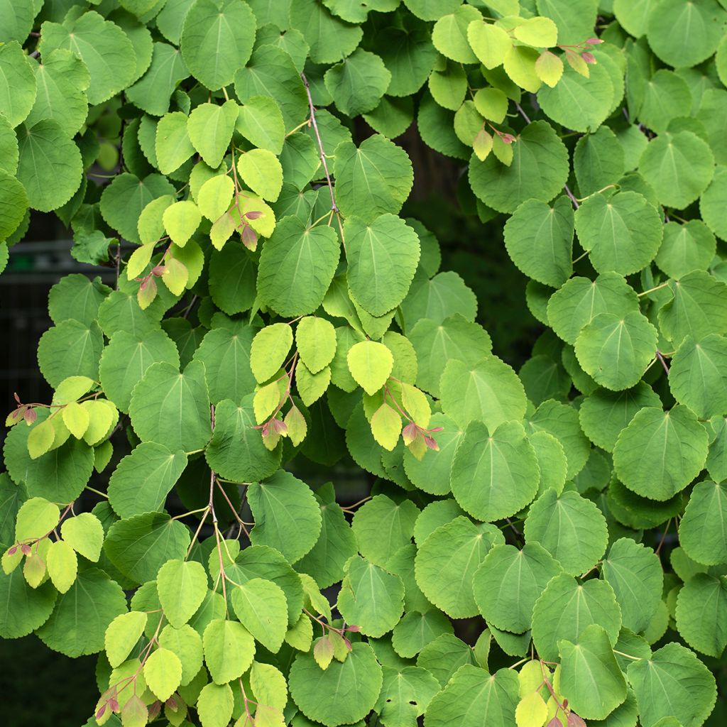 Cercidiphyllum japonicum em sementes - Árvore-do-caramelo