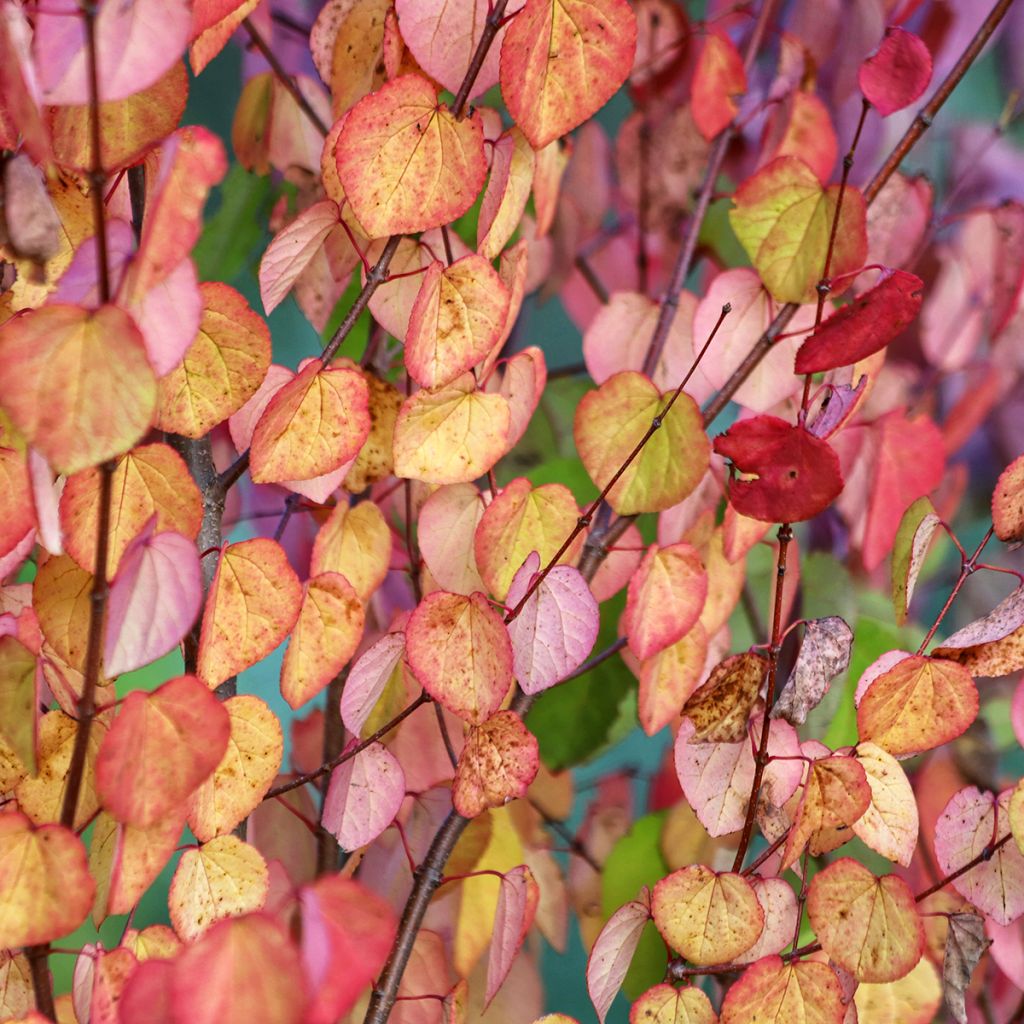 Cercidiphyllum japonicum em sementes - Árvore-do-caramelo