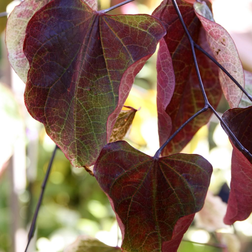 Cercis canadensis Carolina Sweetheart