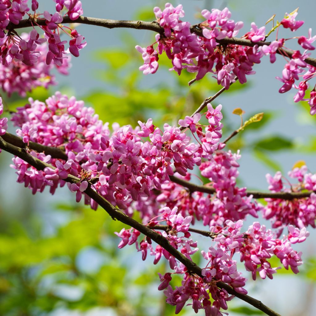 Cercis canadensis Tennessee Pink