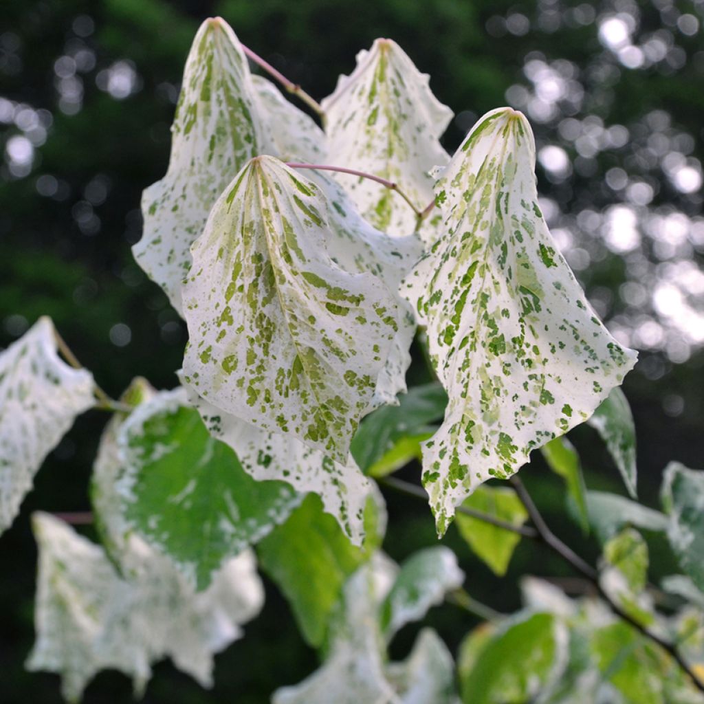 Cercis canadensis Alley Cat