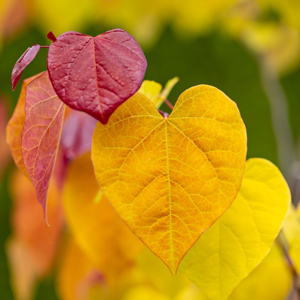 Cercis canadensis Eternal Flame