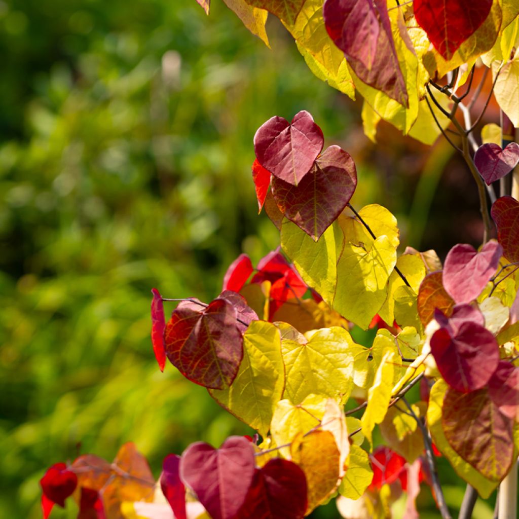 Cercis canadensis Eternal Flame