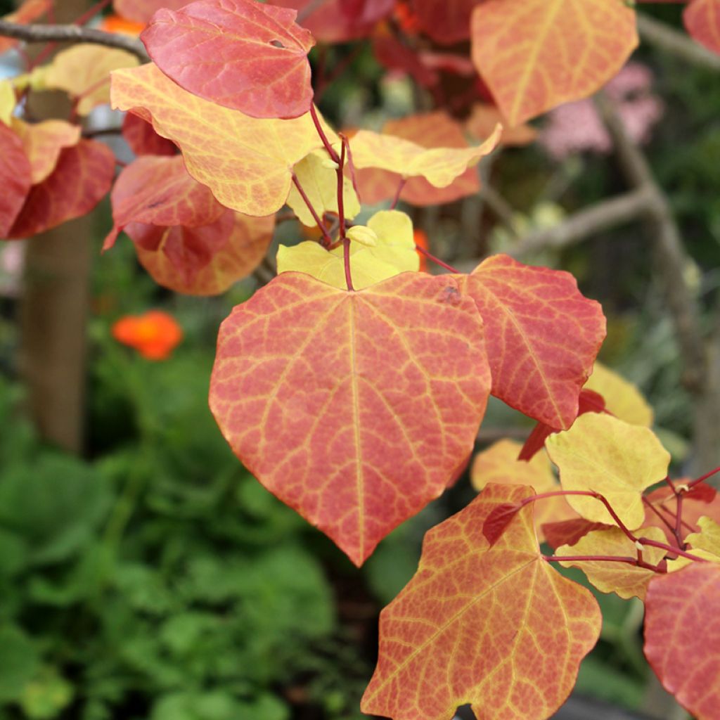 Cercis canadensis Eternal Flame