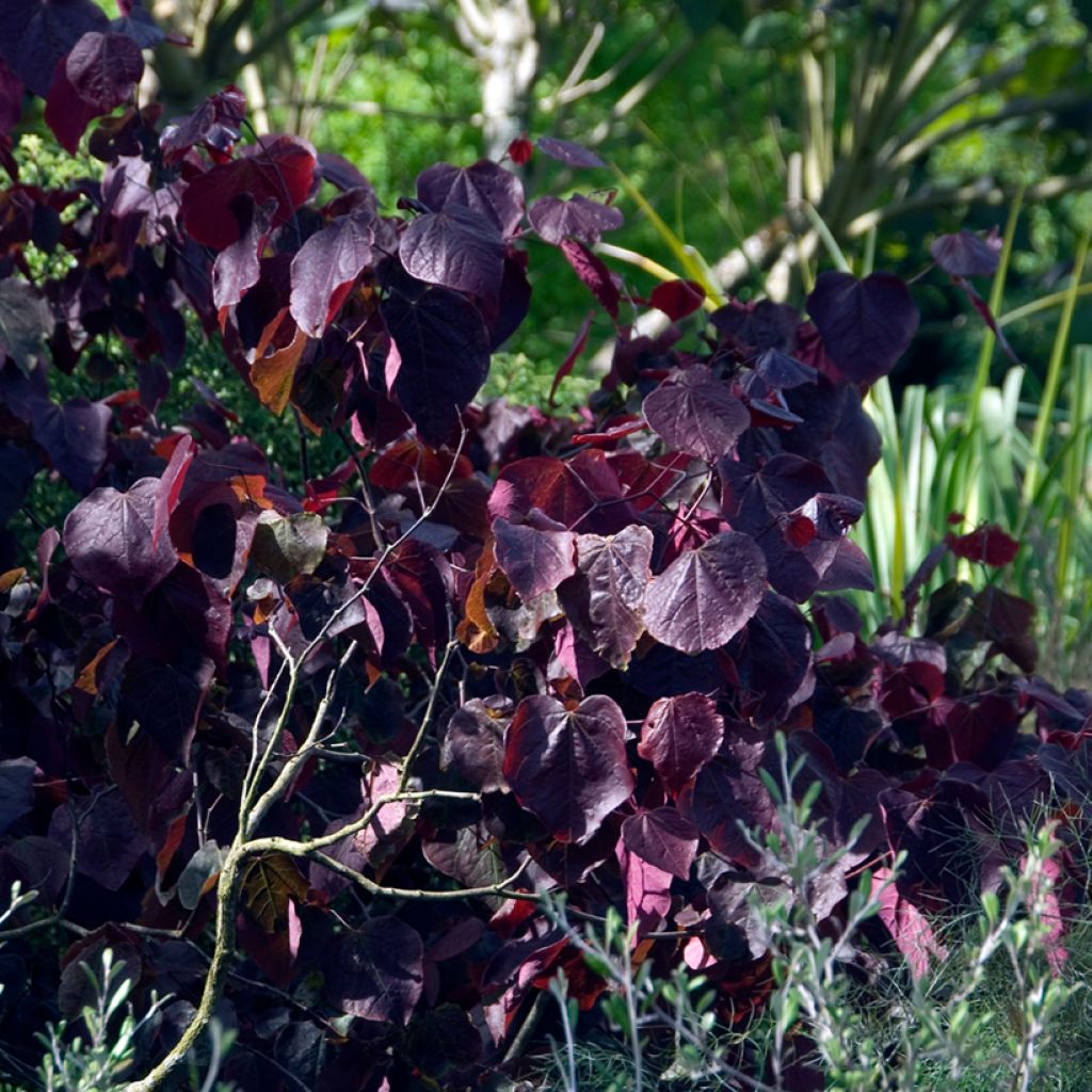 Cercis canadensis Forest Pansy