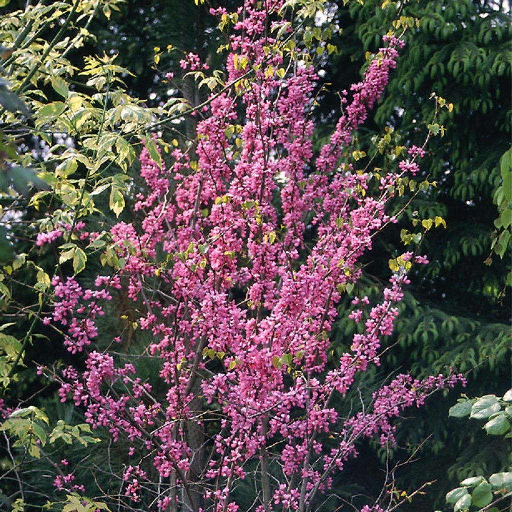 Cercis canadensis