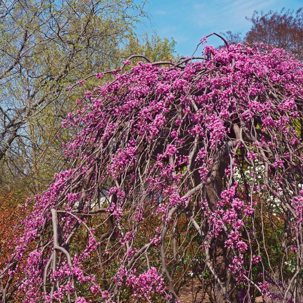 Cercis canadensis Lavender Twist