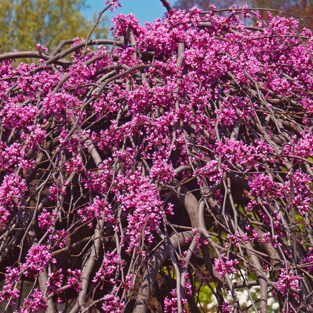 Cercis canadensis Lavender Twist