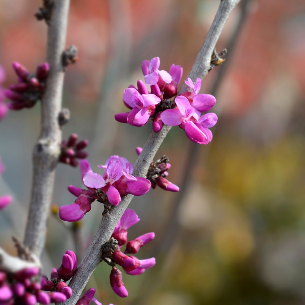 Cercis chinensis Avondale