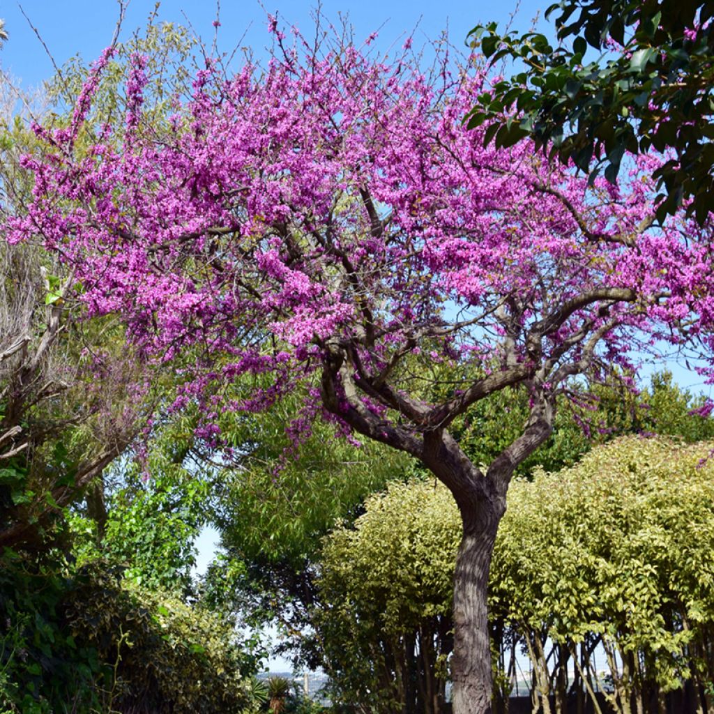 Cercis siliquastrum