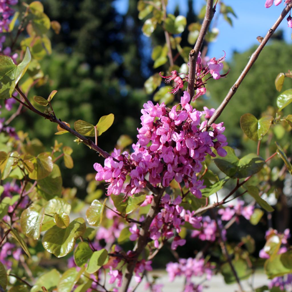 Cercis siliquastrum
