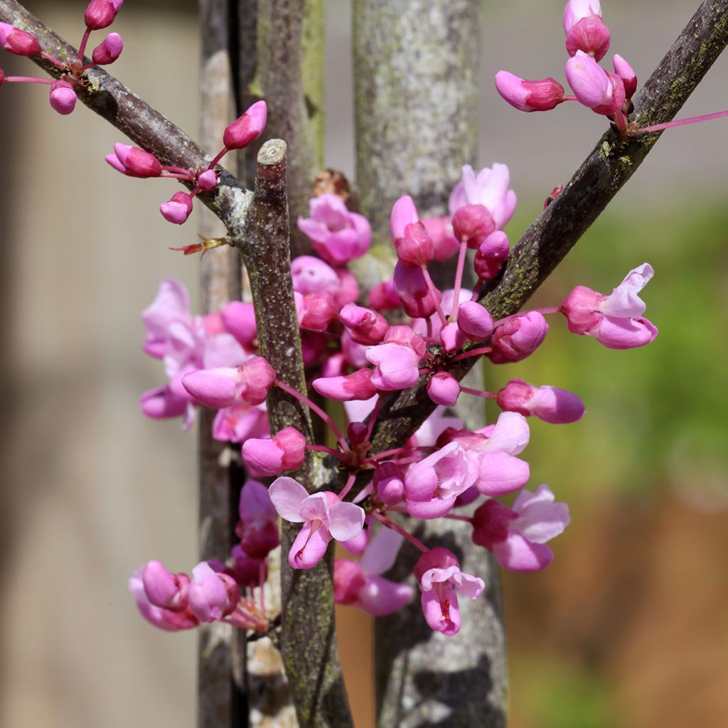 Cercis griffithii Blue Lagoon - Árvore-de-Judas