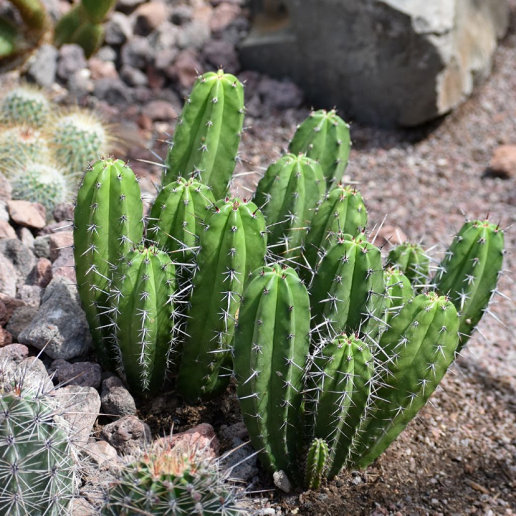 Cereus peruvianus