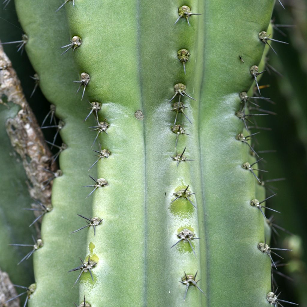 Cereus peruvianus