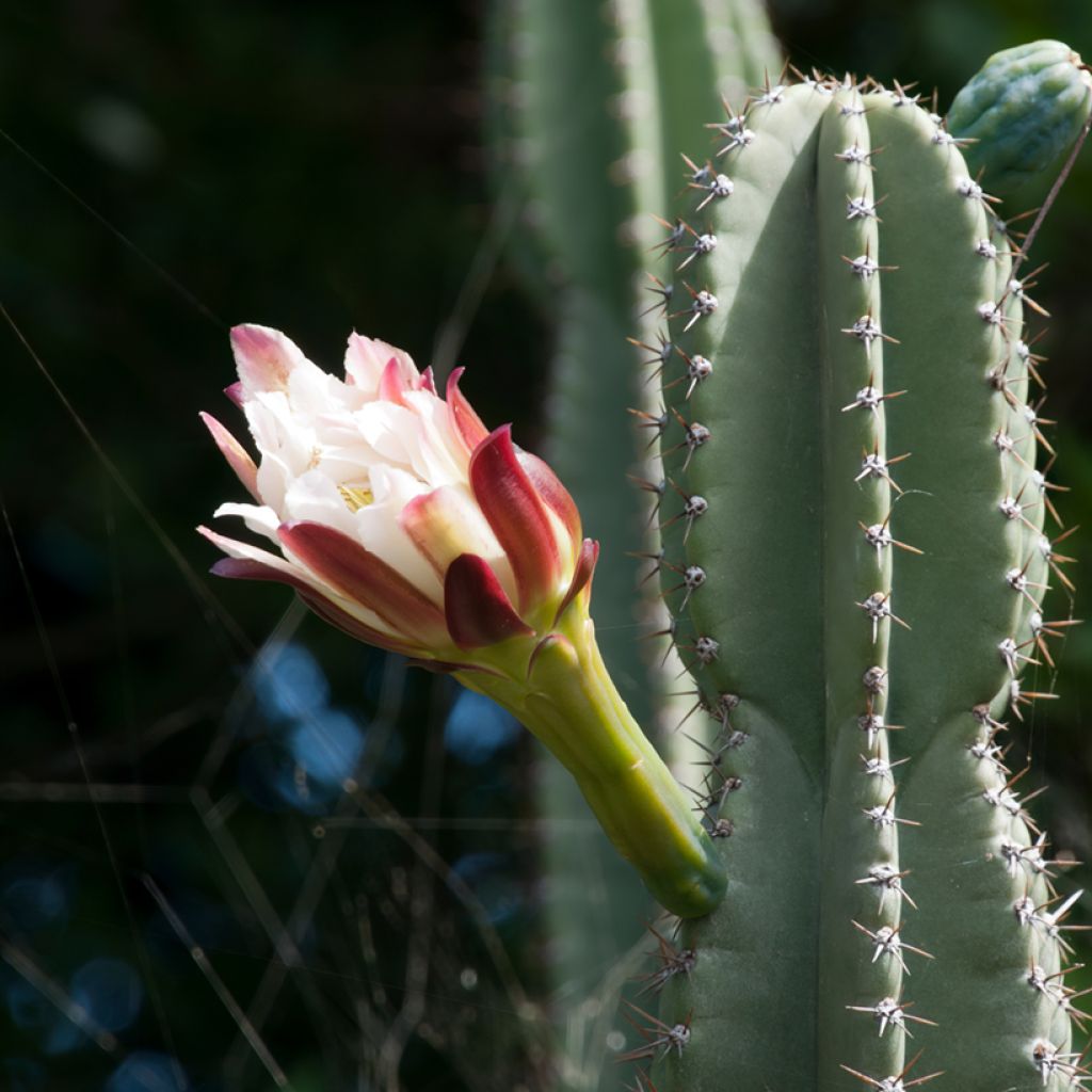 Cereus peruvianus
