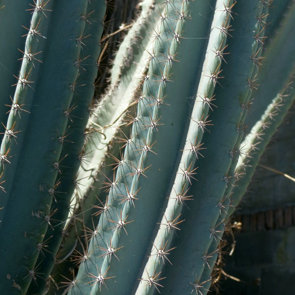 Cereus peruvianus