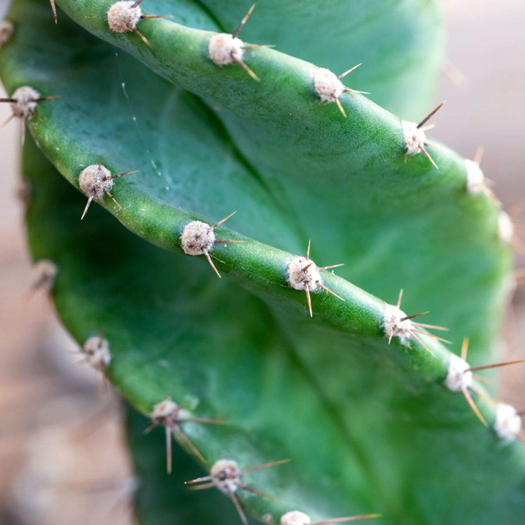 Cereus forbesii Spiralis
